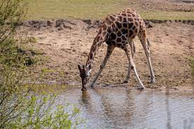 trinkende%20Giraffe